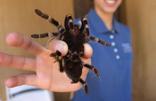 Santa Monica BioBlitz