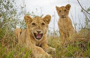 Insane Lion Close Up Photos Photo 0004