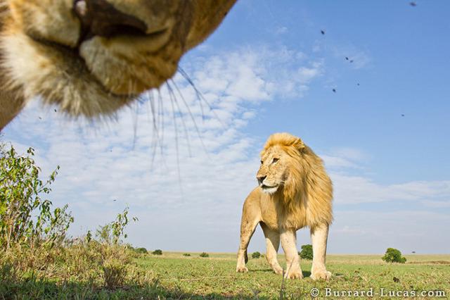 Insane Lion Close Up Photos
