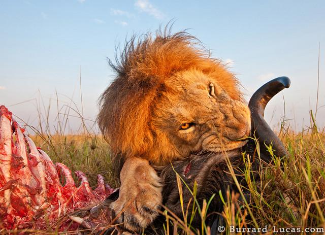 Insane Lion Close Up Photos