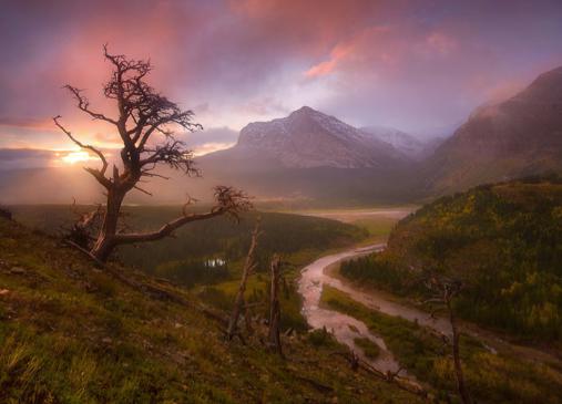 14 of the World\'s Most Stunning Trees