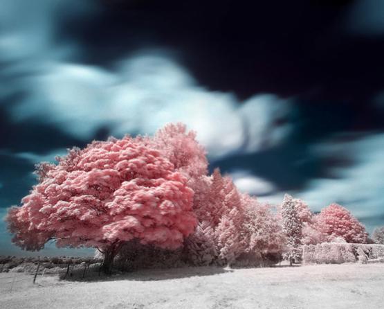14 of the World\'s Most Stunning Trees