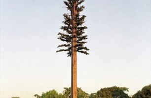 The Tree Imposter Photo 0006