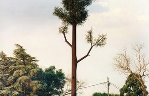 The Tree Imposter Photo 0007