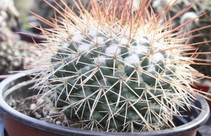 The City Cactus Photo 0004
