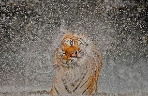 National Geographic\'s 2012 Nature Photo Contest Winners