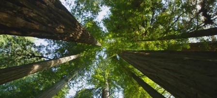 Video of the Day:Redwoods National Forest