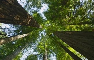 Video of the Day:Redwoods National Forest