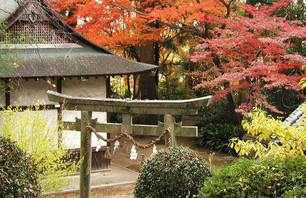 Fall Foliage Around the World
