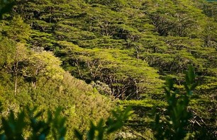 Aihualama Trail
