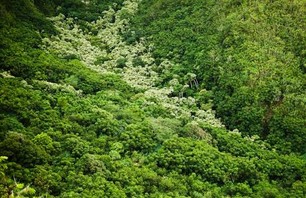Pu’u Manamana
